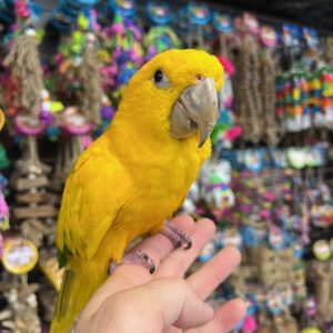 Golden Conure