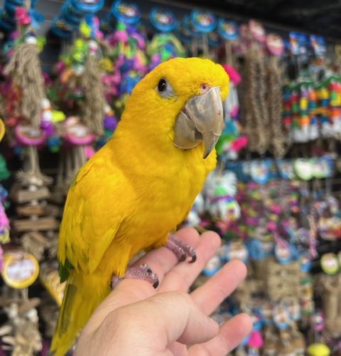 Golden Conure