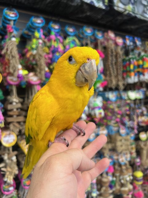Golden Conure