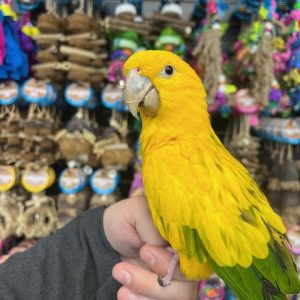 Golden Conure
