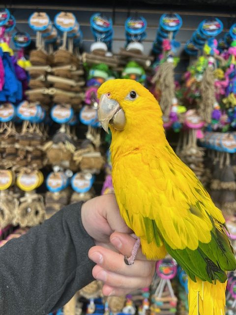 Golden Conure