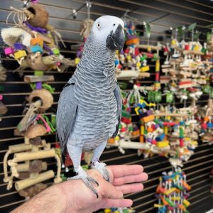 African Grey Congo "JoJo"