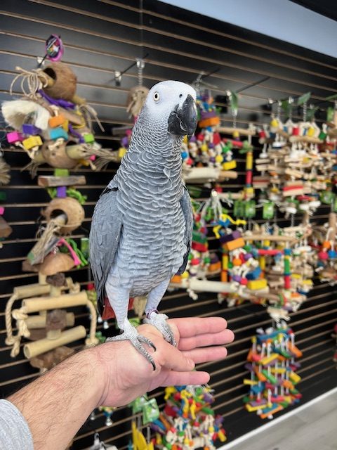 African Grey Congo "JoJo"