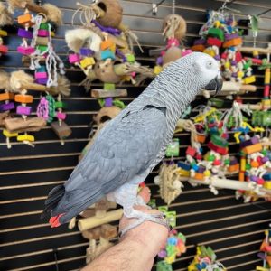 African Grey Congo "JoJo"