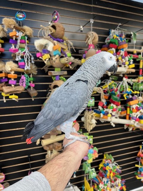 African Grey Congo "JoJo"