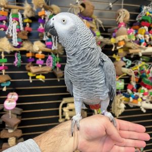 African Grey Congo "JoJo"
