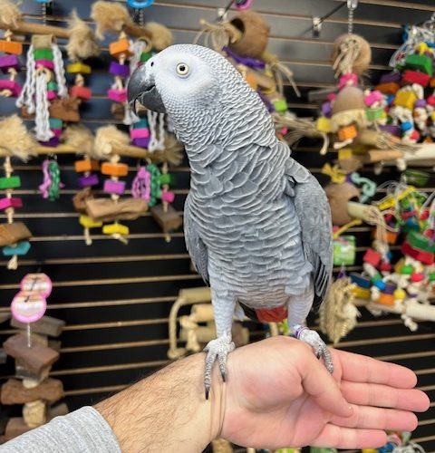African Grey Congo "JoJo"