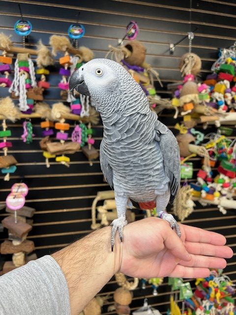 African Grey Congo "JoJo"