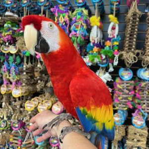 Scarlett Macaw