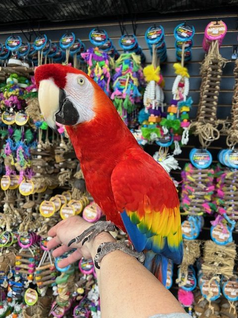 Scarlett Macaw
