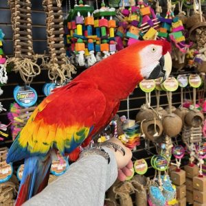 Scarlett Macaw