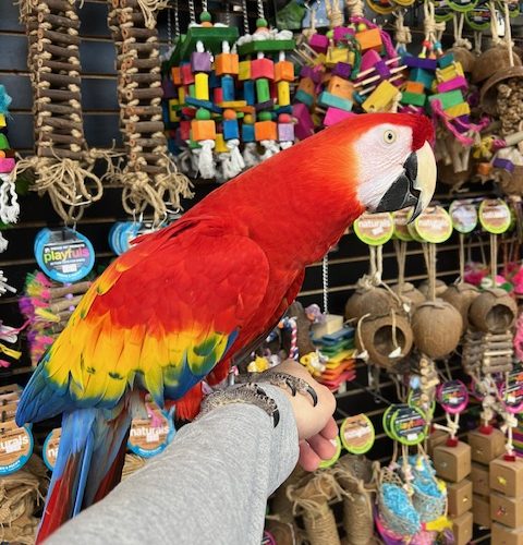 Scarlett Macaw
