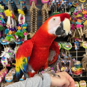 Scarlett Macaw