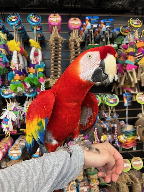 Scarlett Macaw
