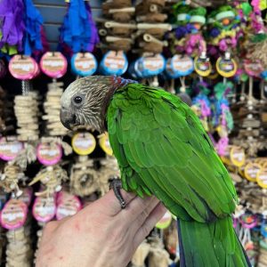 Hawk Headed Parrot