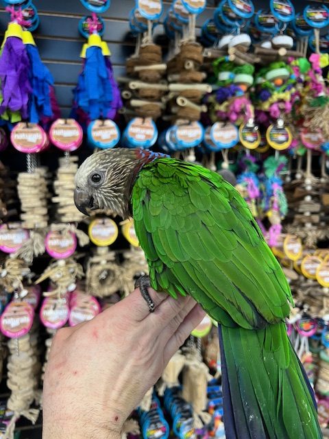 Hawk Headed Parrot