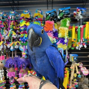 Hyacinth Macaw "Bentley"