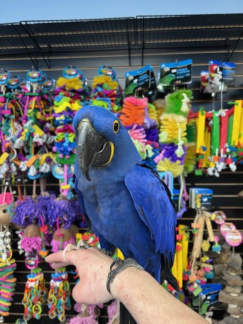 Hyacinth Macaw "Bentley"