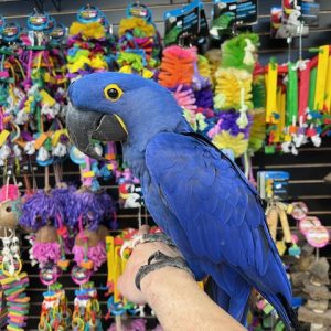 Hyacinth Macaw "Bentley"