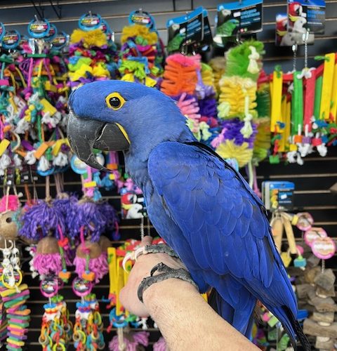 Hyacinth Macaw "Bentley"