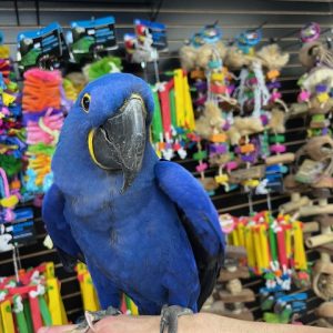 Hyacinth Macaw "Bentley"