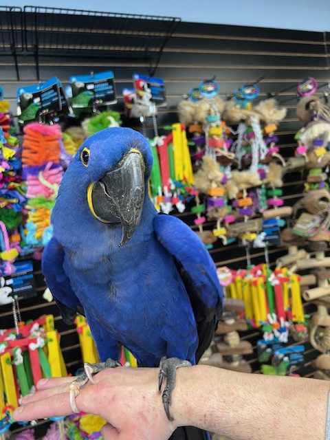 Hyacinth Macaw "Bentley"