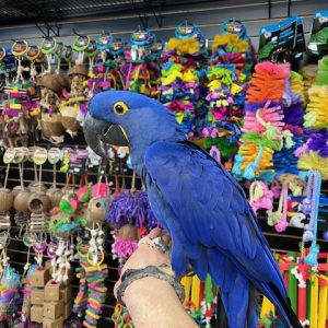 Hyacinth Macaw "Bentley"