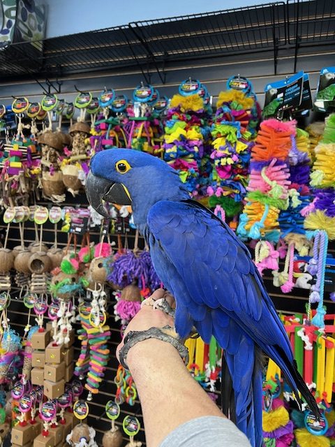 Hyacinth Macaw "Bentley"