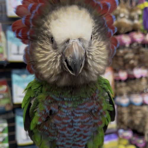 Hawk Headed Parrot