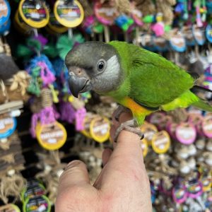 Senegal Parrot