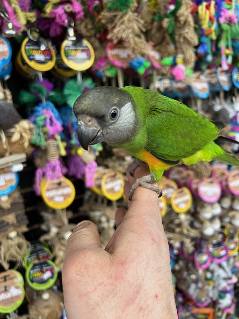 Senegal Parrot
