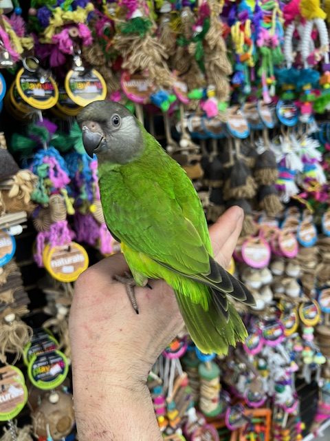 Senegal Parrot