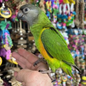 Senegal Parrot