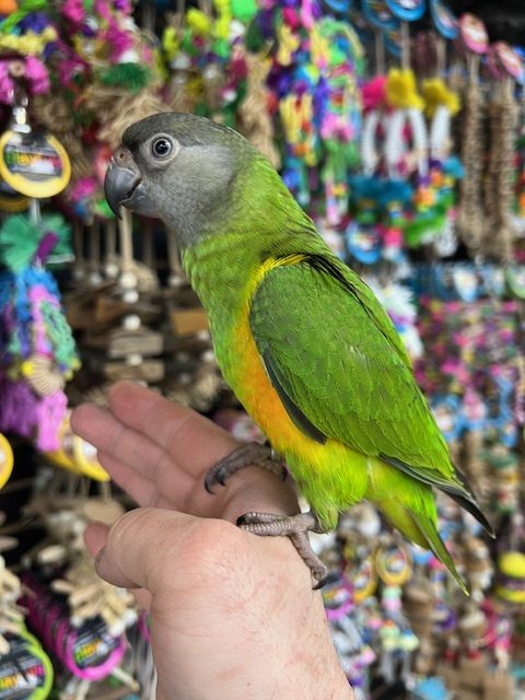 Senegal Parrot