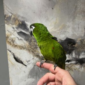 Hahns Macaw