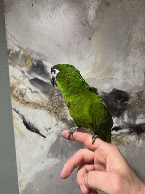 Hahns Macaw
