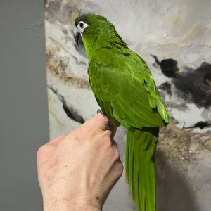 Hahns Macaw