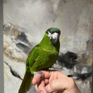 Hahns Macaw