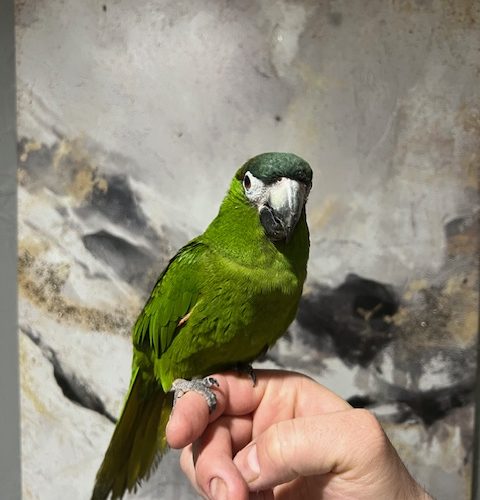 Hahns Macaw