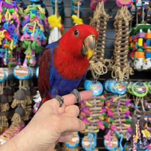 Solomon Island Eclectus
