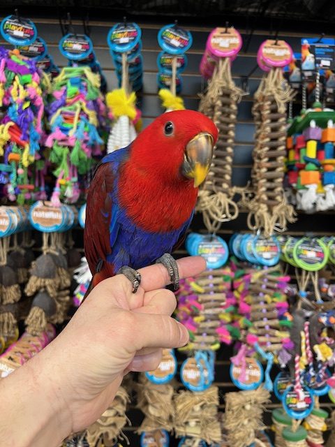 Solomon Island Eclectus