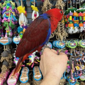 Solomon Island Eclectus