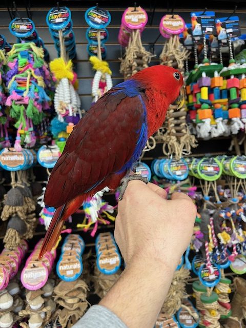 Solomon Island Eclectus
