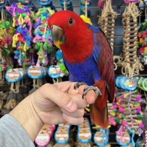 Solomon Island Eclectus