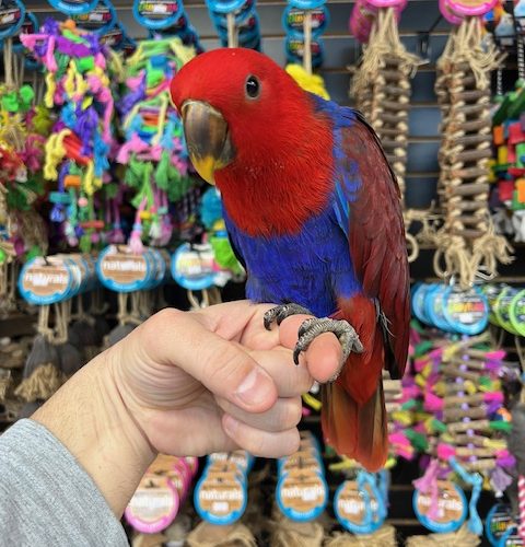 Solomon Island Eclectus