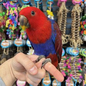Solomon Island Eclectus