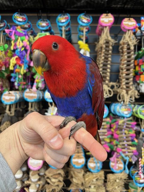 Solomon Island Eclectus