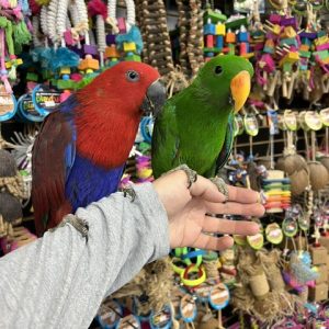 Solomon Island Eclectus