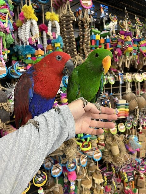 Solomon Island Eclectus