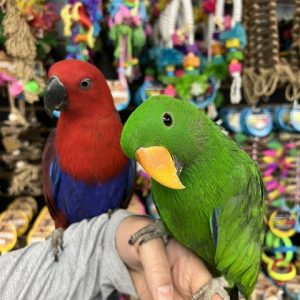 Solomon Island Eclectus